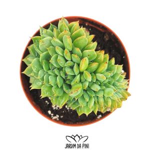 Echeveria Agavoides Cristata
