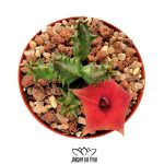 Huernia Macrocarpa
