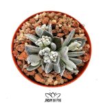 Lenophyllum Guttatum