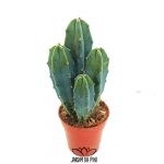 Myrtillocactus Geometrizans