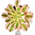 Aeonium Arboreum Variegata