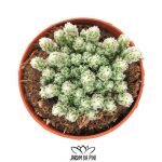 Avonia recurvata