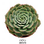 Echeveria Sp El Encino