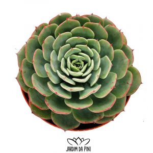 Echeveria Sp El-Encino