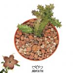 Edithcolea grandis