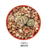 lithops dorotheae c124