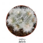 Cephalocereus senilis
