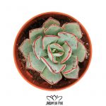 Echeveria strictiflora