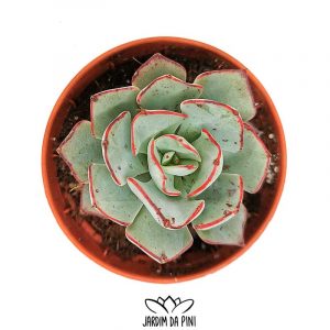 Echeveria Strictiflora