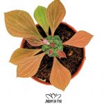 Monadenium Ritchiei