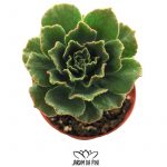 aeonium smithii