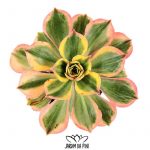 aeonium sunburst