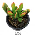 crassula ovata gollum tricolor