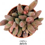 pachyphytum bracteosum fitkai