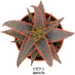 Aloe Christmas Carol
