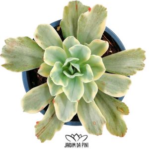 Echeveria Moon River variegata