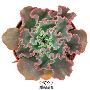 Echeveria Shaviana