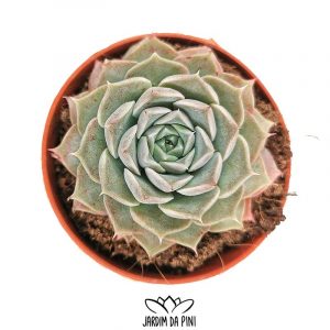 Echeveria Hyalina