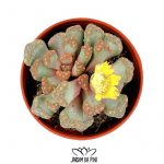 titanopsis hugo schlechteri