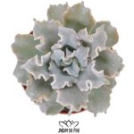 echeveria crispate beauty