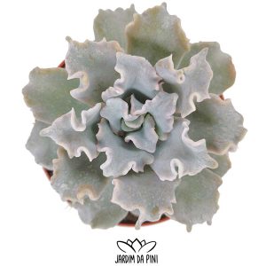 Echeveria Crispate Beauty