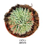 Cheveria Kirov Cristata