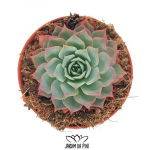 Echeveria Kirov