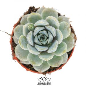 Echeveria Snow Bunny (Coreia)