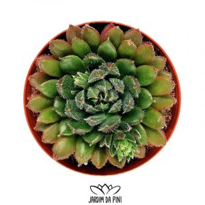 Echeveria Scorpio