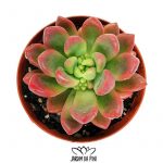 pachyveria cv paradoxa Korean import