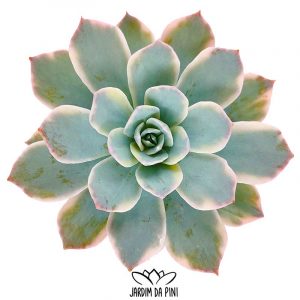 Echeveria Subsessilis Variegata