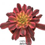 Aeonium mardi gras