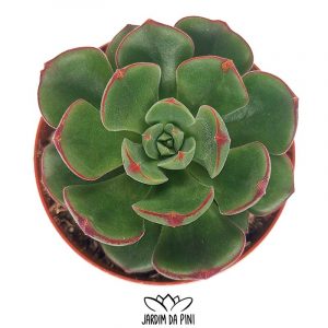 Echeveria joan daniels