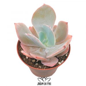 Echeveria Lauii-x-Fulgens