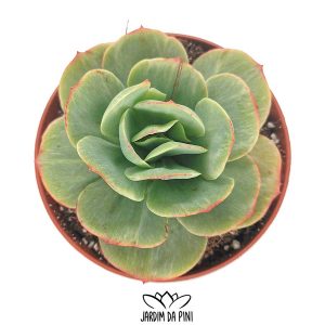 Echeveria mocha variegata