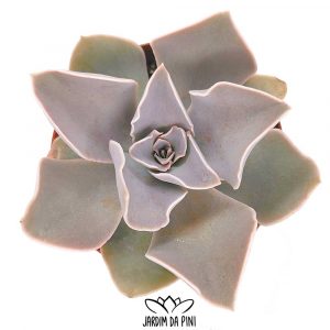 Echeveria Rodolfi