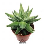 Haworthia marginalis
