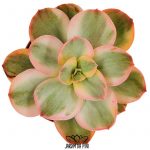 echeveria suyon variegata Korean Import