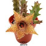 Huernia Hystrix