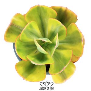Echeveria Enfant variegata