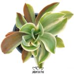 fred ives variegata