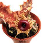 huernia zebrina