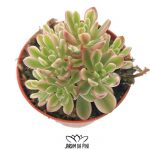 sedum joyce tulloch variegata