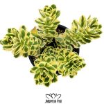 sedum takesimense atlantis variegata
