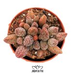 Adromischus marianiae silver fountain