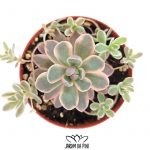 Orostachys boehmeri variegated Chinese Dunce Cap
