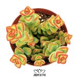 crassula rupestris subsp commutata