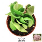 hoya carnosa compacta