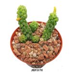 peperomia columella 1