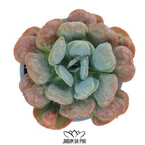 Echeveria Heart-deligth